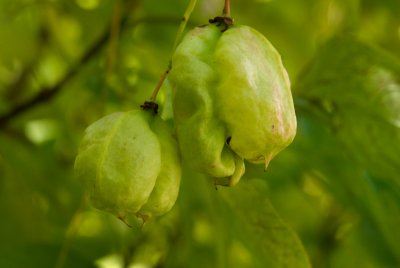 Staphylea pinnata - klokoč zpeřený - plod 2